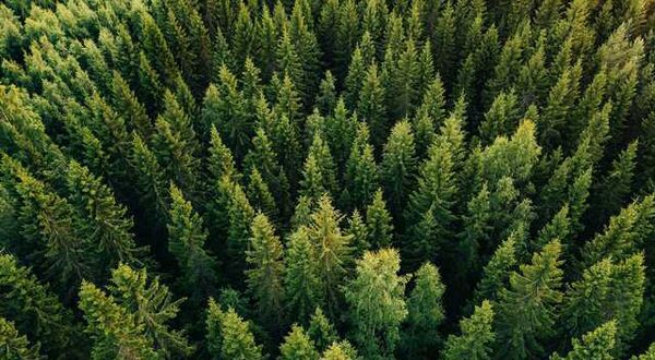 RUSAL planted half a million trees in the Irkutsk Region