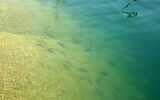 Alba Fish Farm Boosts Aquaculture in the Kingdom