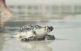 Turtles rescued by EGA released back into sea after treatment at Burj Al Arab Jumeirah